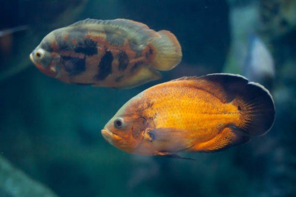 cá tai tượng châu phi 30