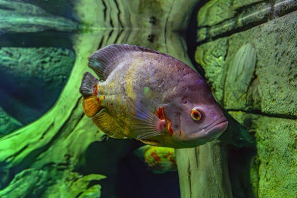 cá tai tượng châu phi 31