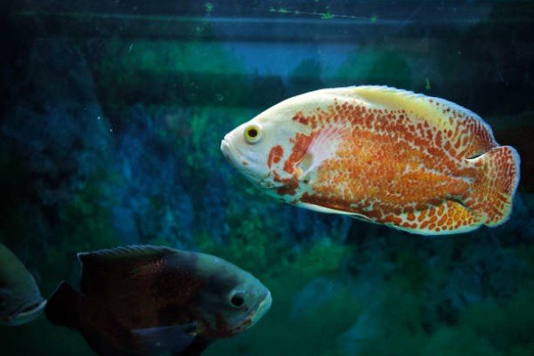 cá tai tượng châu phi 32