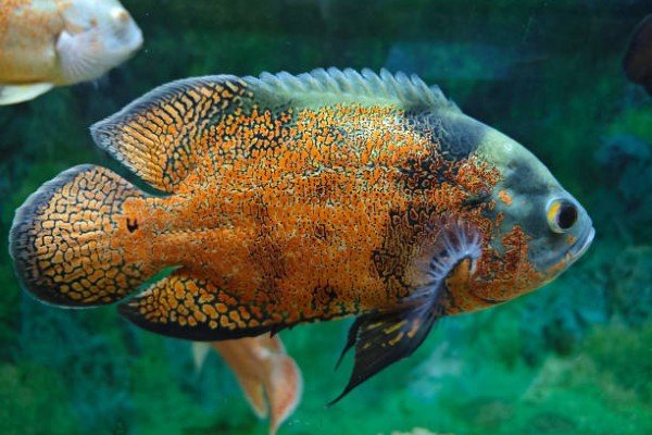 cá tai tượng châu phi 33