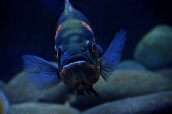 cá tai tượng châu phi 34