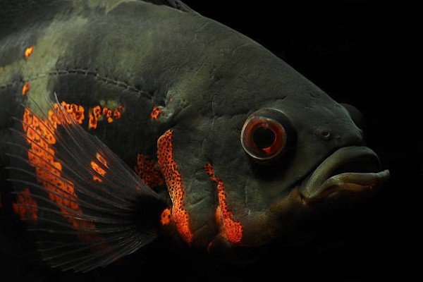 cá tai tượng châu phi 35