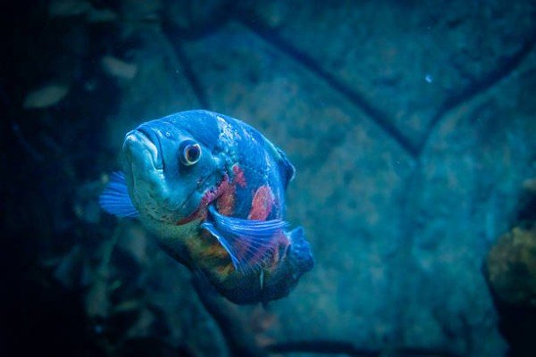 cá tai tượng châu phi 36