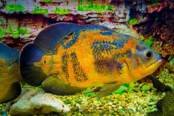 cá tai tượng châu phi 5