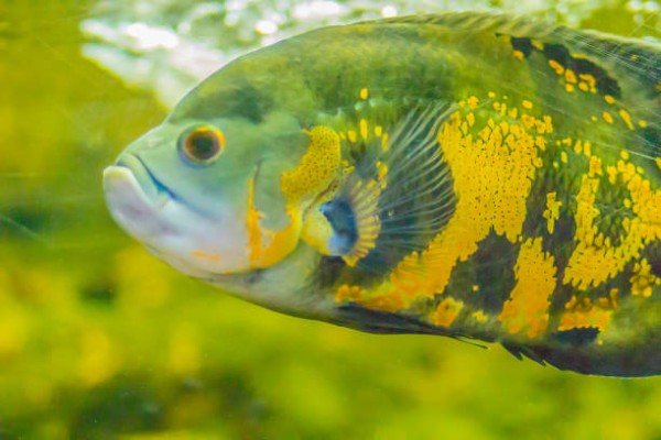 cá tai tượng châu phi 7