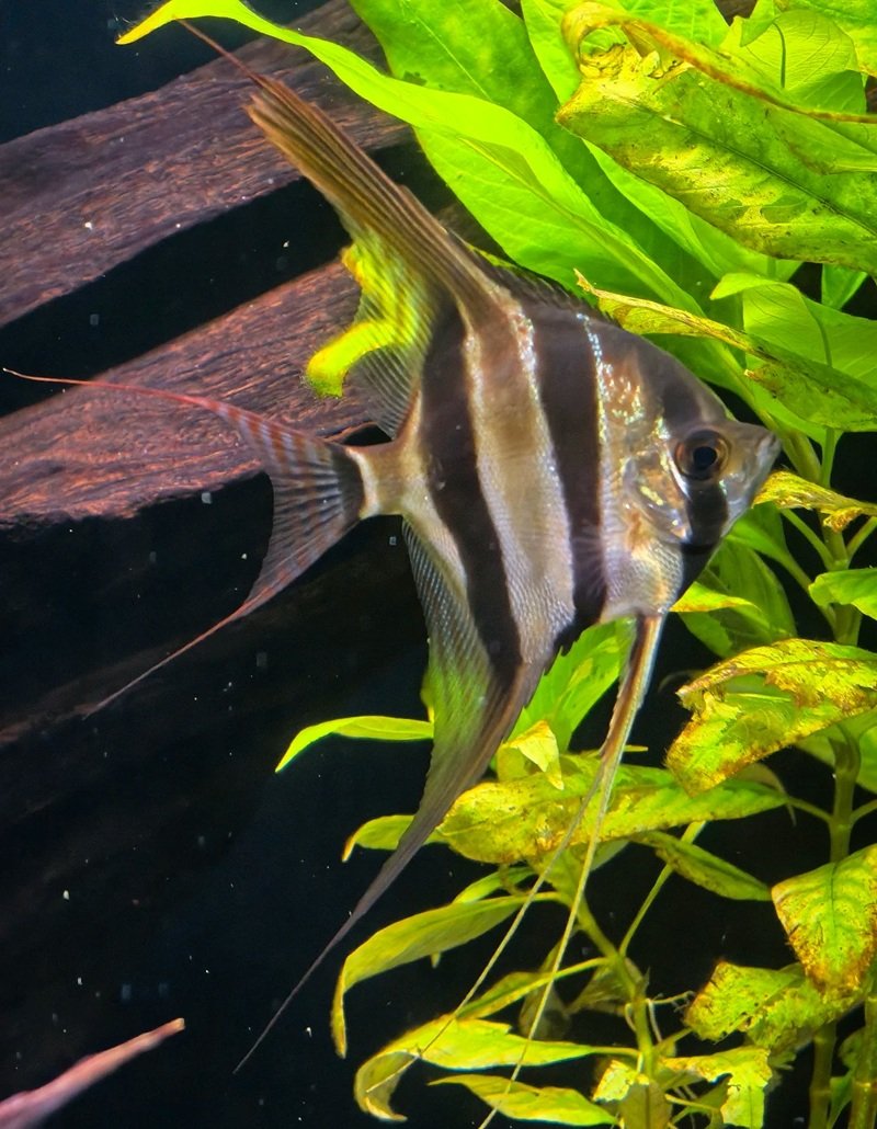 cá thần tiên ai cập 10