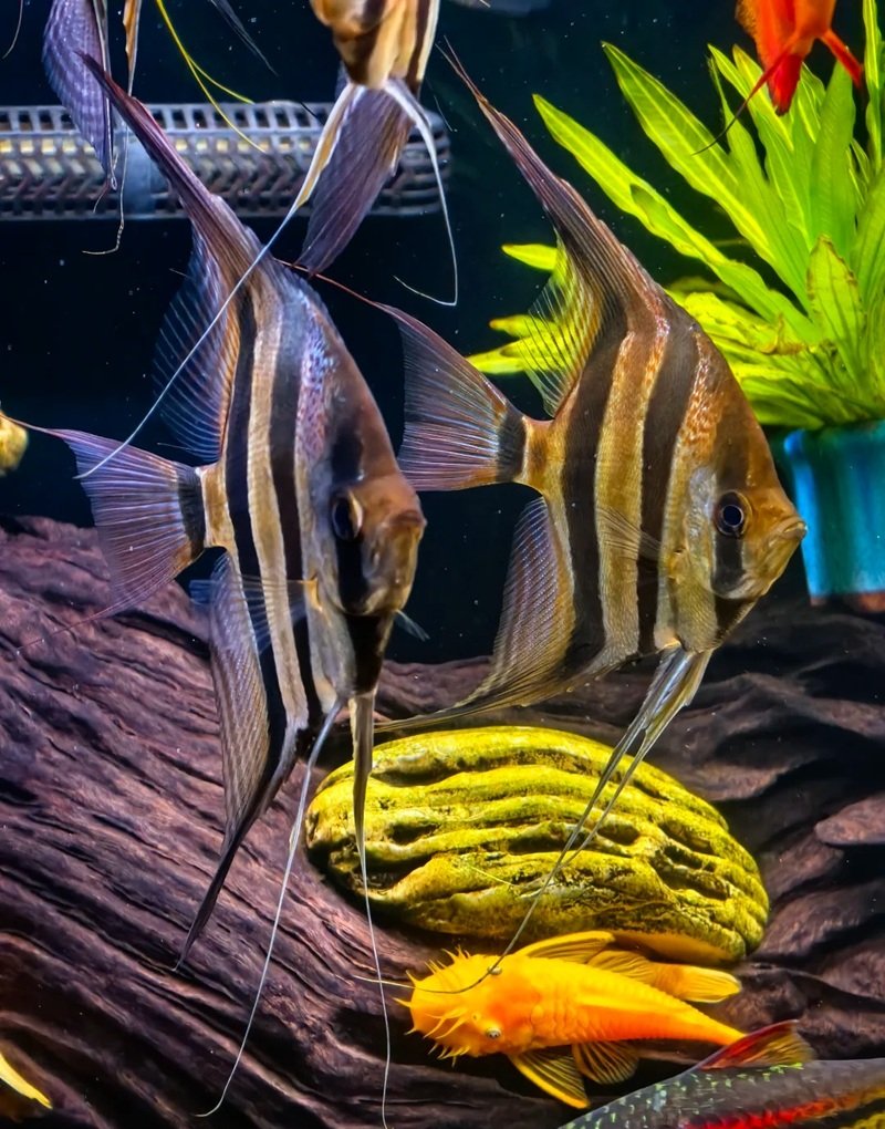 cá thần tiên ai cập 11