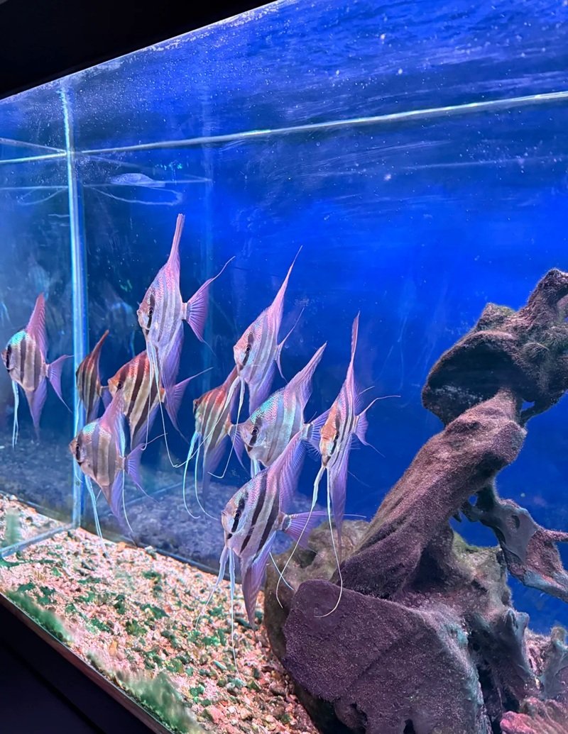 cá thần tiên ai cập 12