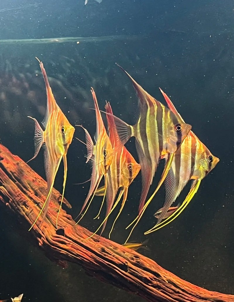 cá thần tiên ai cập 13