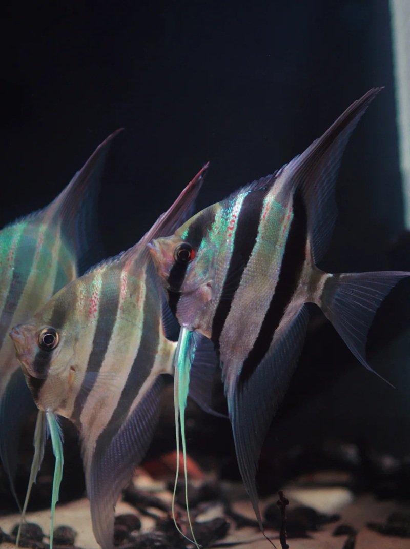 cá thần tiên ai cập 14