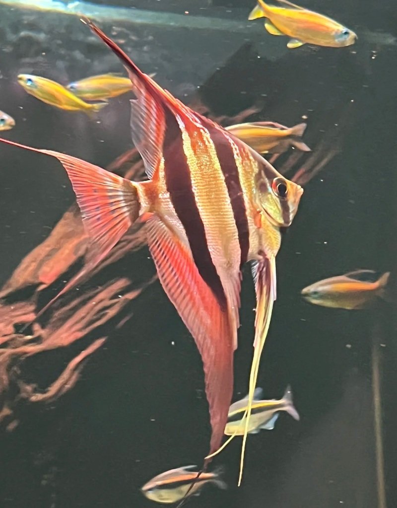 cá thần tiên ai cập 15