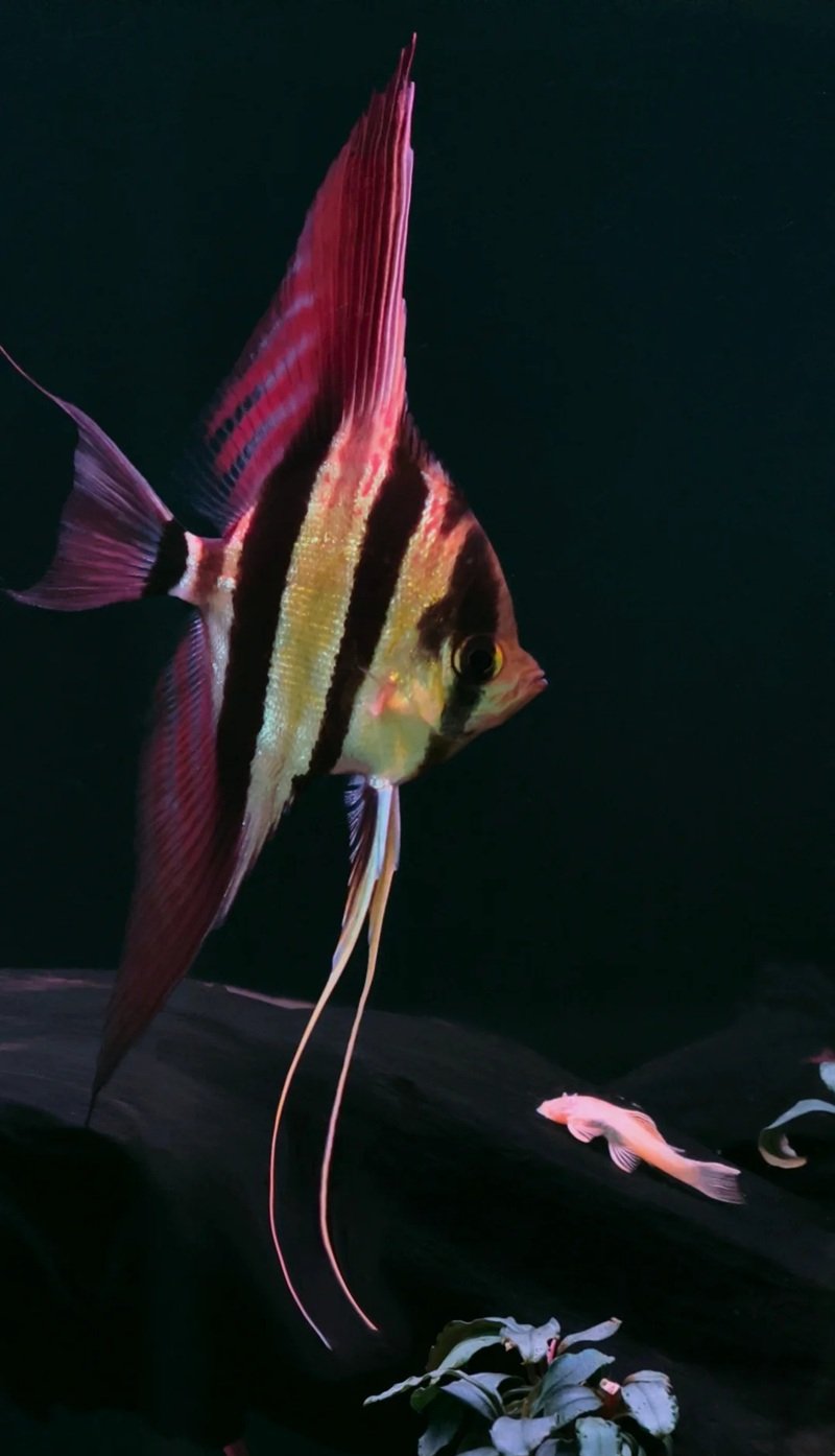 cá thần tiên ai cập 16