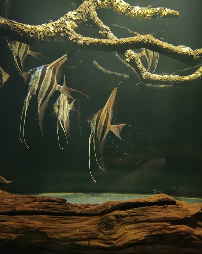 cá thần tiên ai cập 17