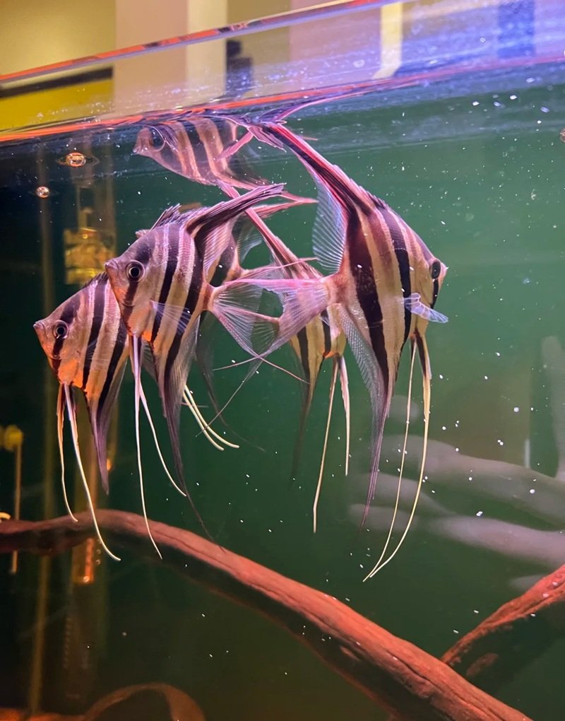 cá thần tiên ai cập 18