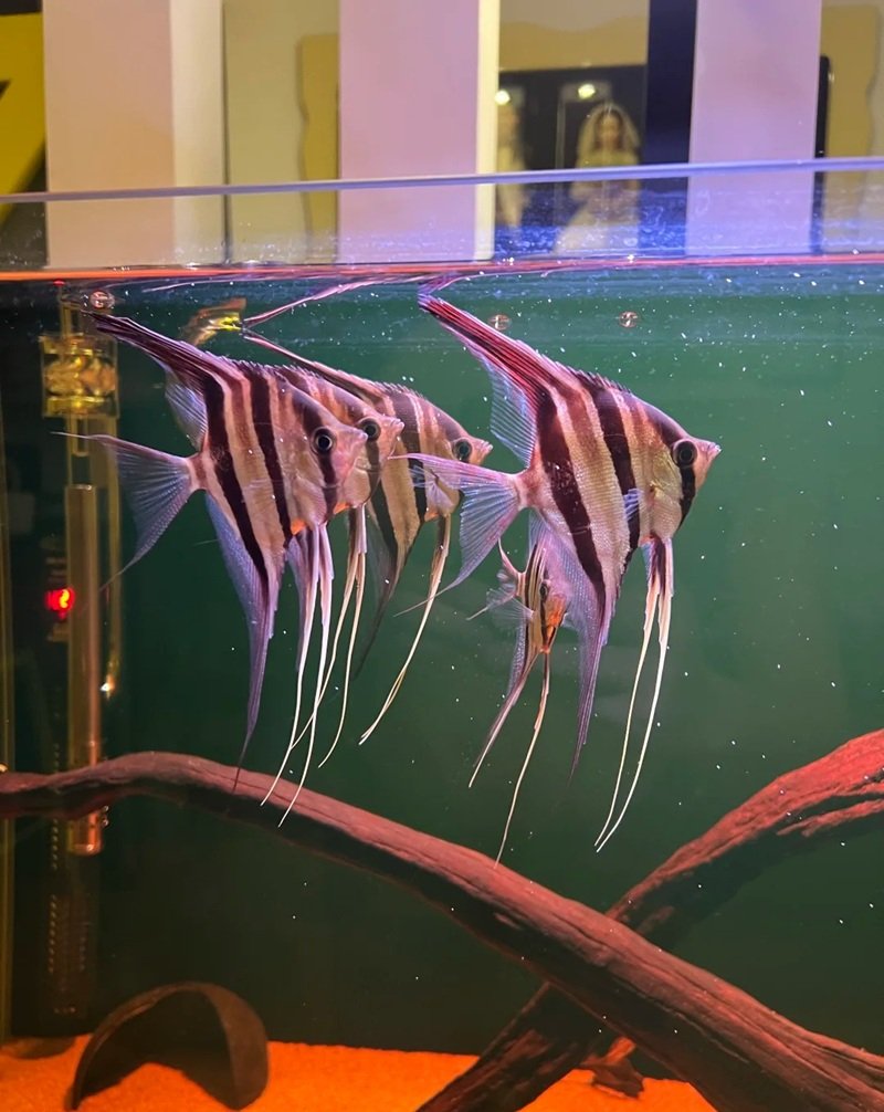 cá thần tiên ai cập 19