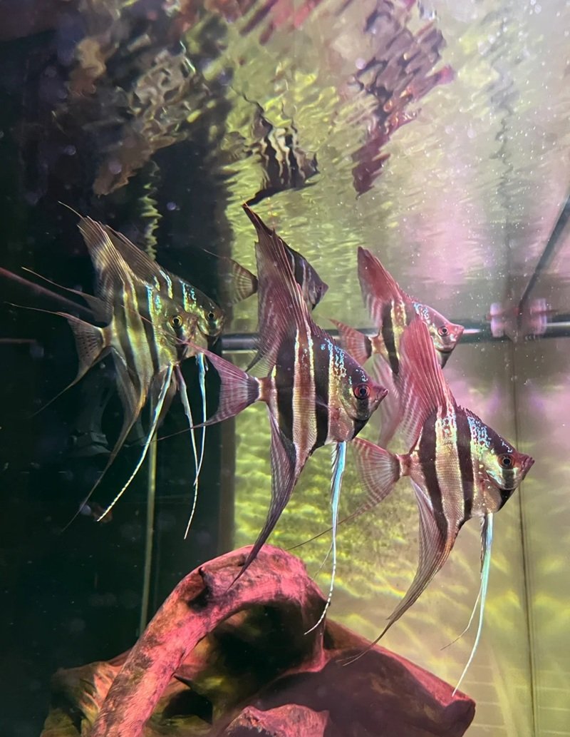 cá thần tiên ai cập 2