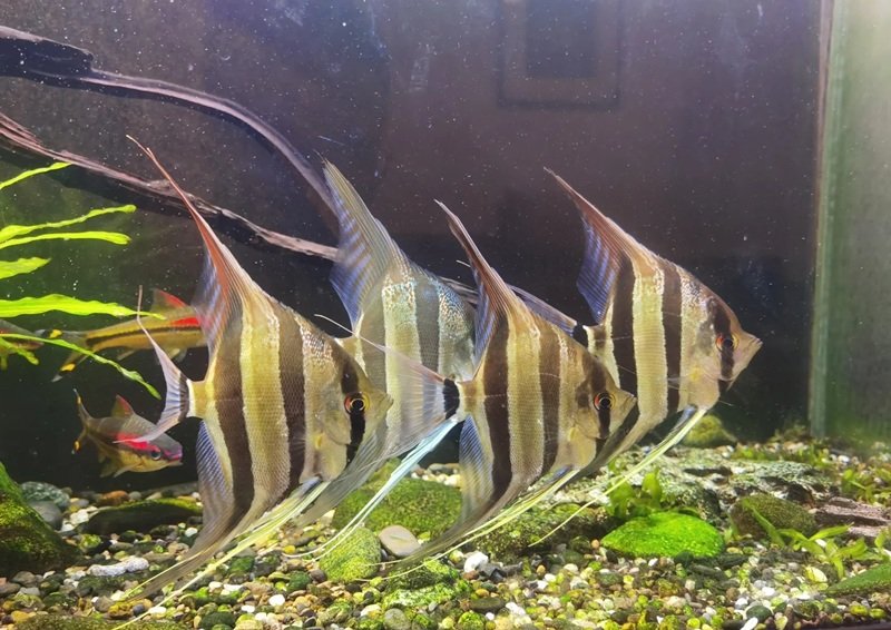 cá thần tiên ai cập 20