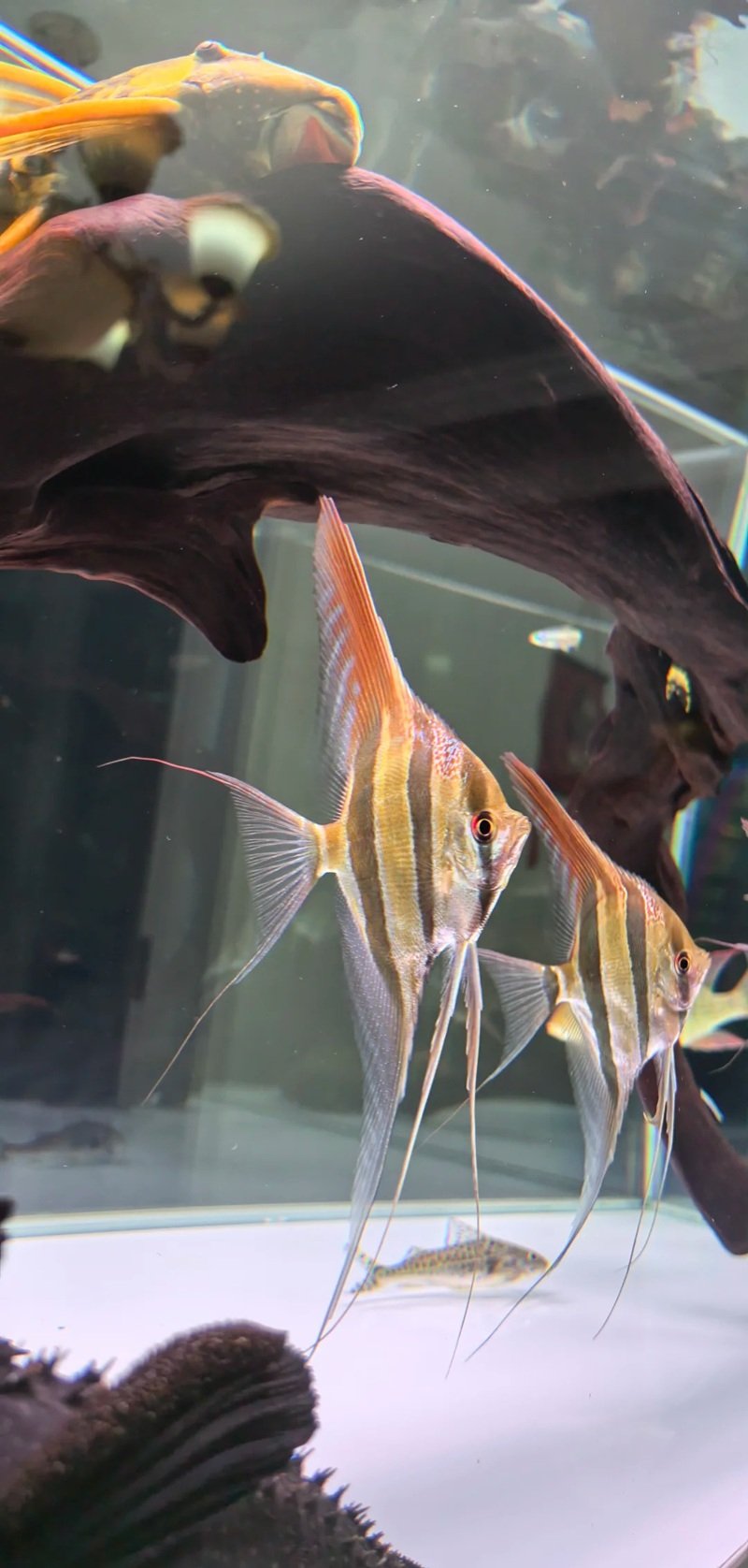 cá thần tiên ai cập 21