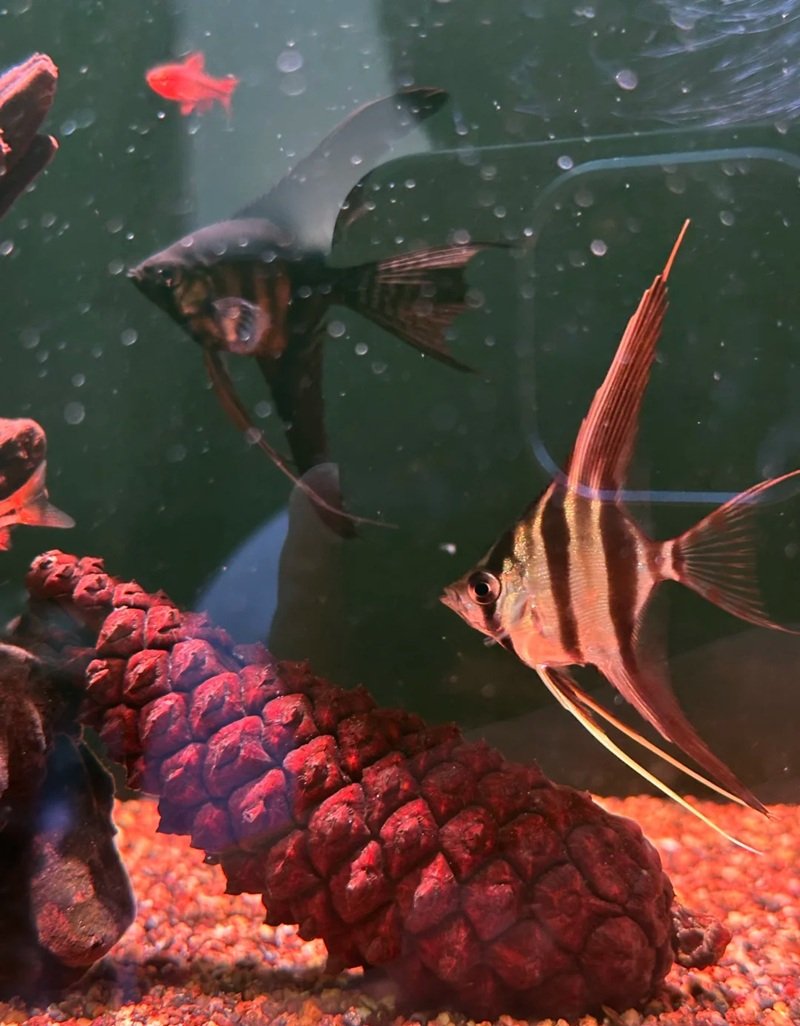 cá thần tiên ai cập 22