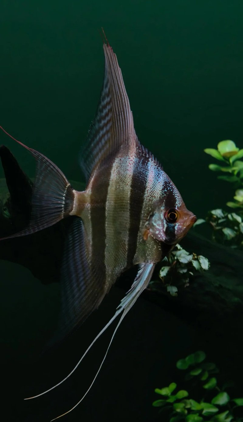 cá thần tiên ai cập 23