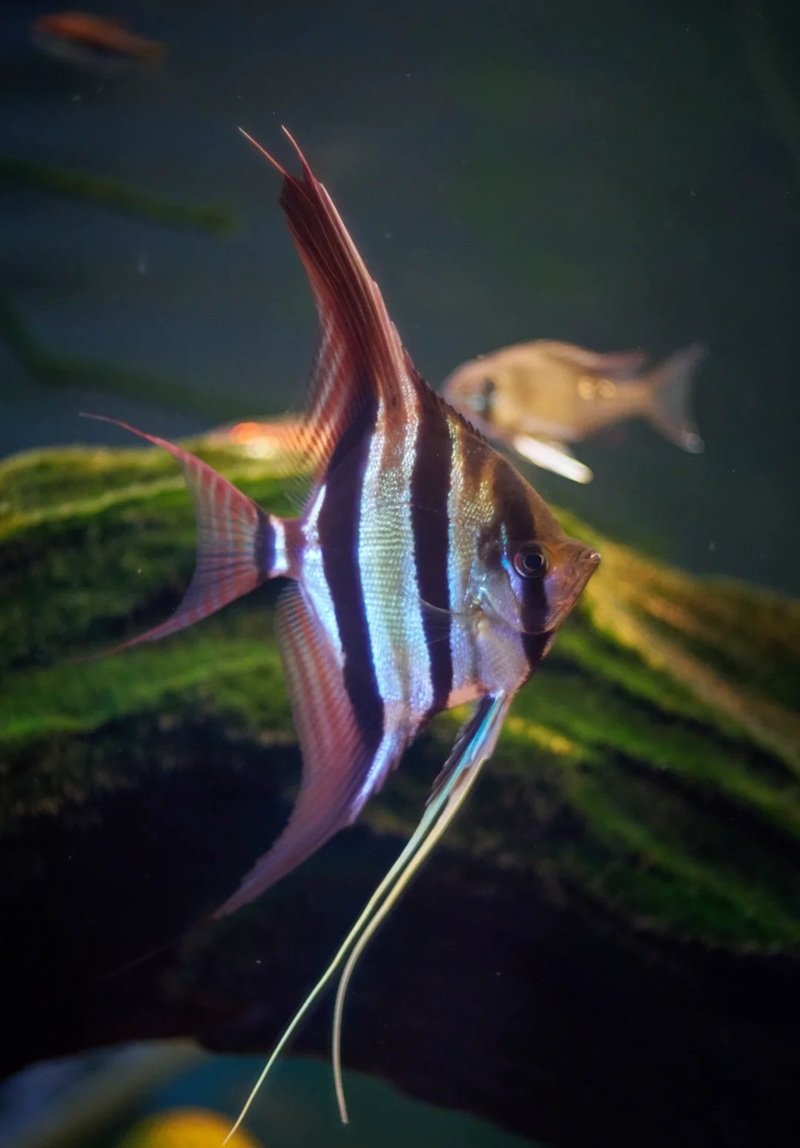 cá thần tiên ai cập 24