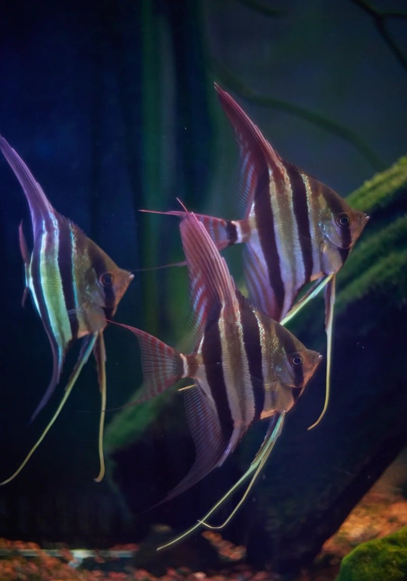 cá thần tiên ai cập 25