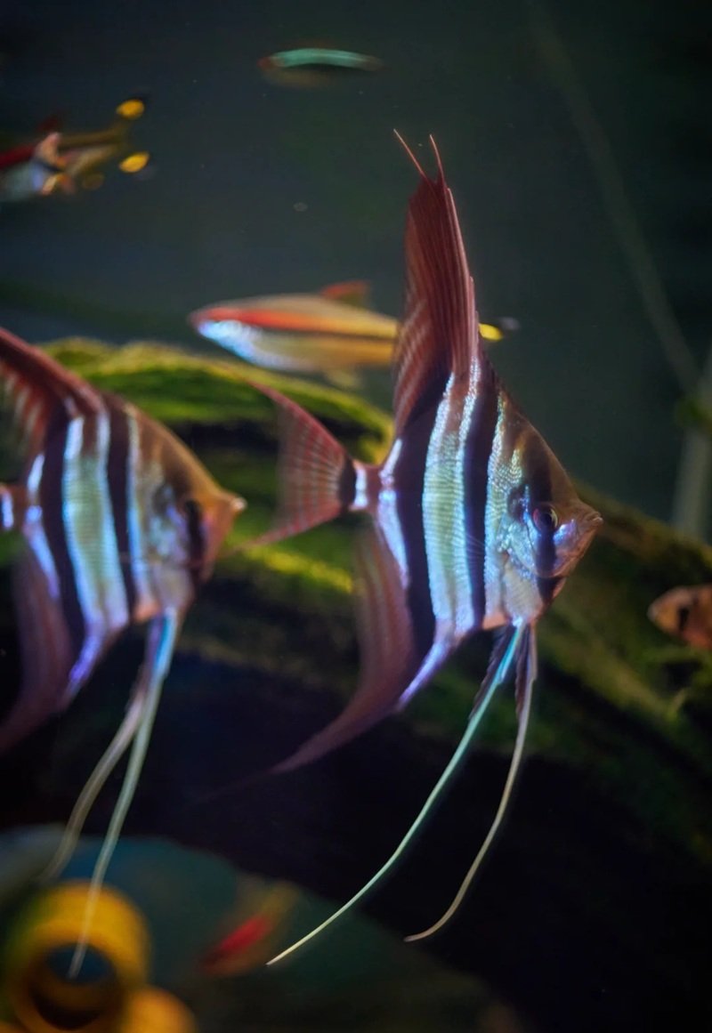 cá thần tiên ai cập 26