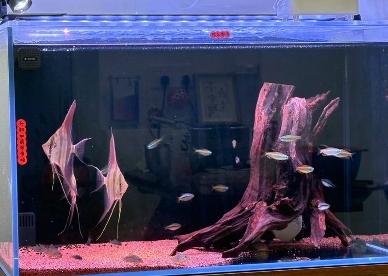 cá thần tiên ai cập 27