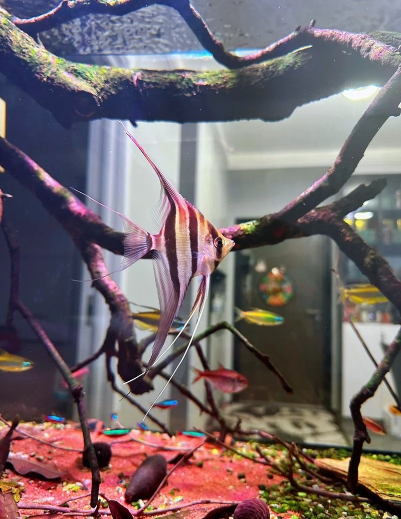 cá thần tiên ai cập 28