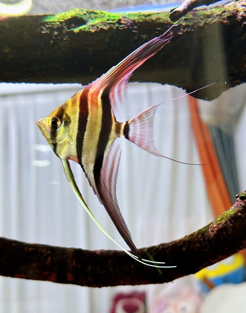 cá thần tiên ai cập 29