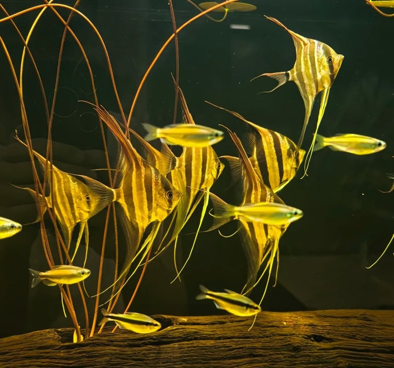 cá thần tiên ai cập 3