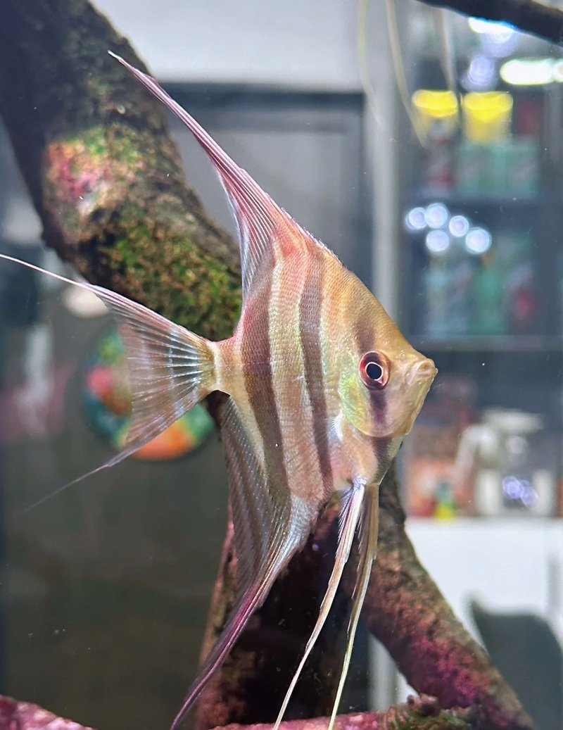 cá thần tiên ai cập 30