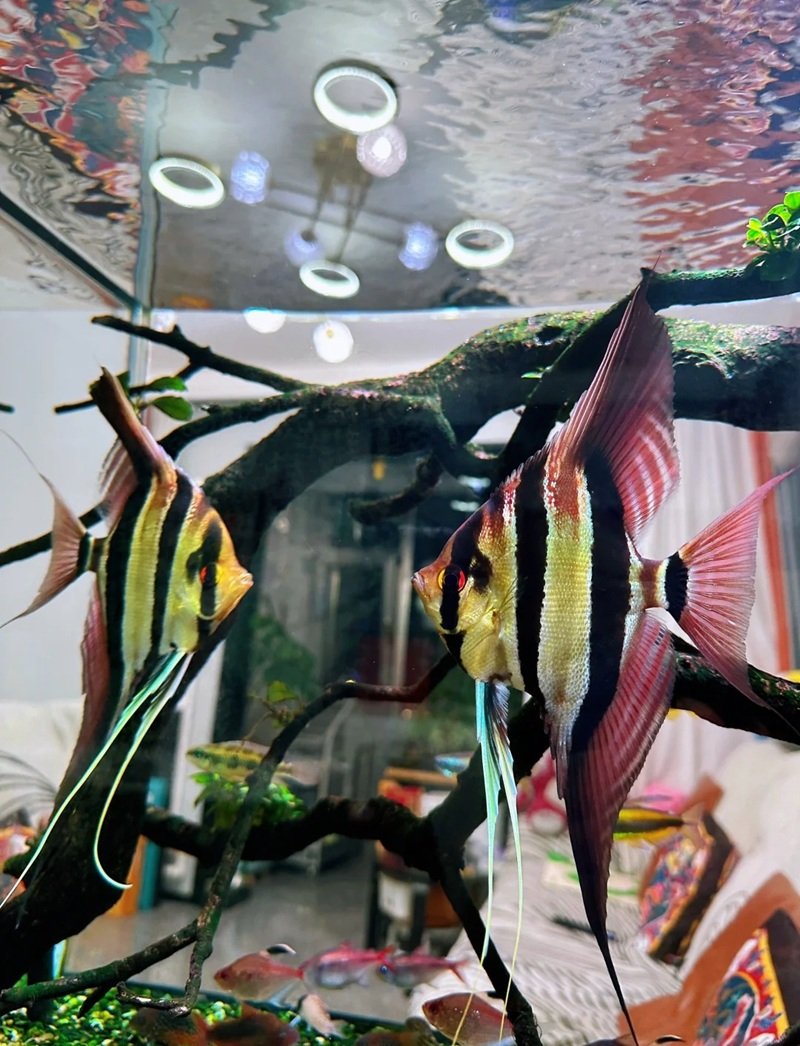 cá thần tiên ai cập 32