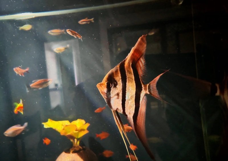 cá thần tiên ai cập 4