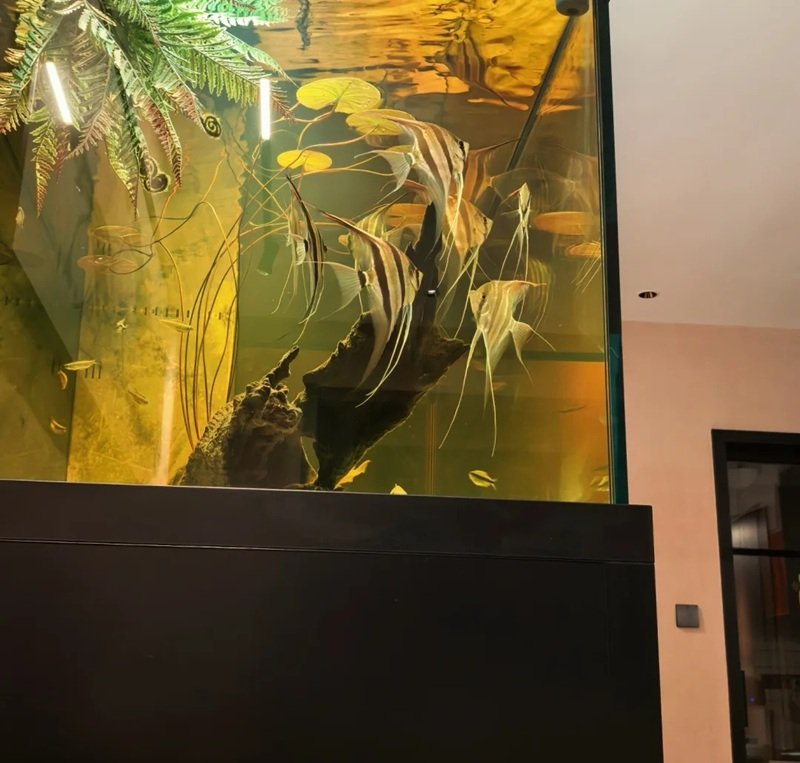 cá thần tiên ai cập 5