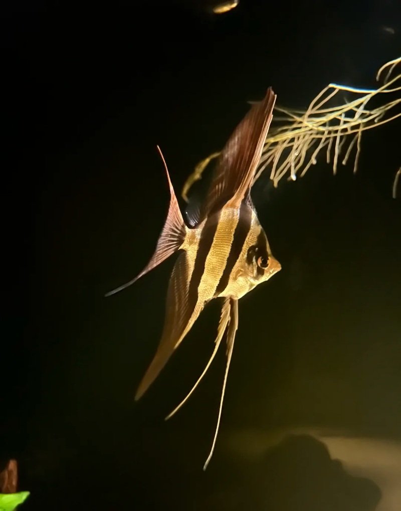 cá thần tiên ai cập 6