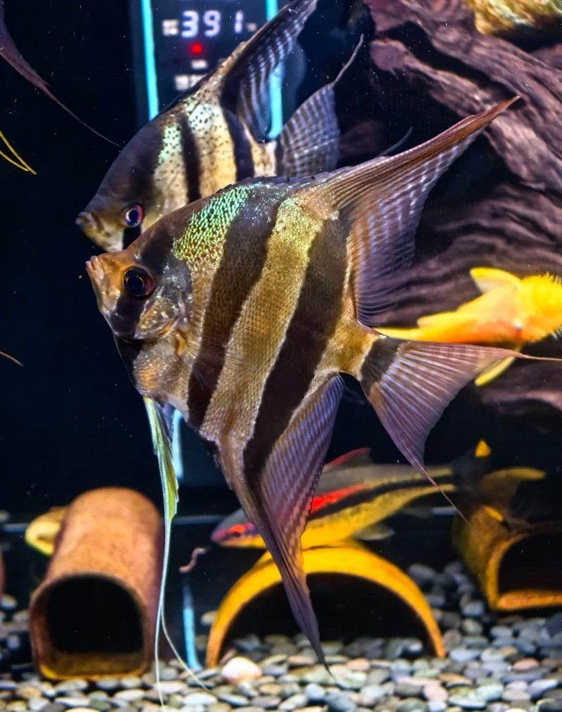 cá thần tiên ai cập 7