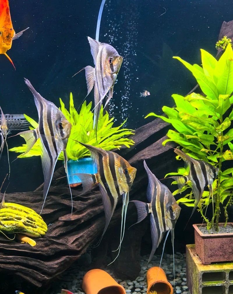 cá thần tiên ai cập 8