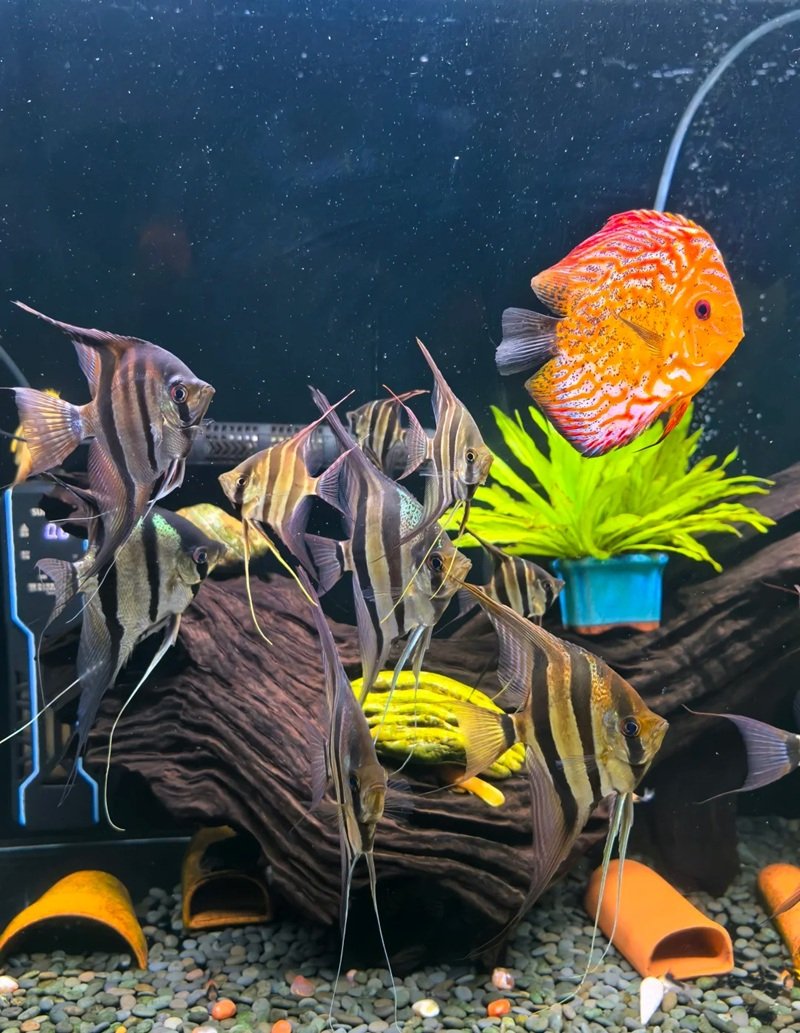 cá thần tiên ai cập 9