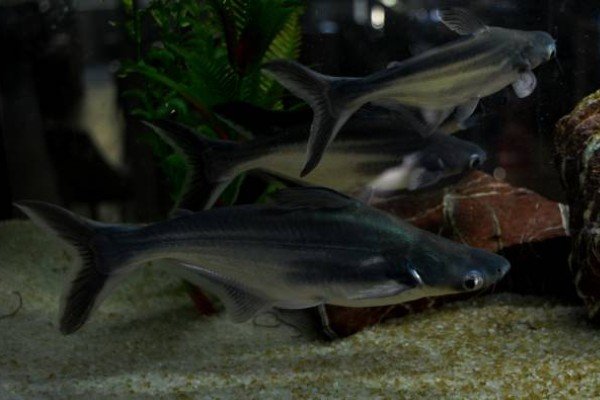 cá thành cát tư hãn 10