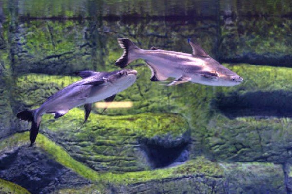 cá thành cát tư hãn 12