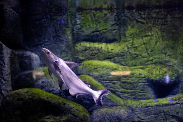 cá thành cát tư hãn 13