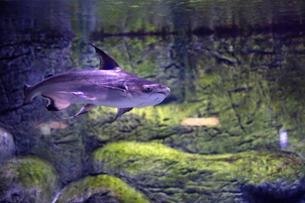 cá thành cát tư hãn 14