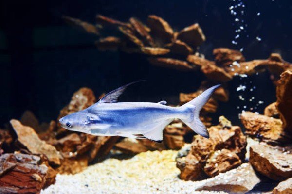 cá thành cát tư hãn 15