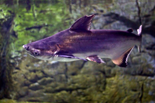 cá thành cát tư hãn 16