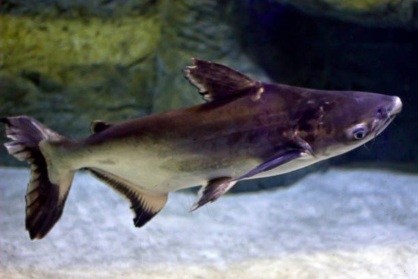 cá thành cát tư hãn 17