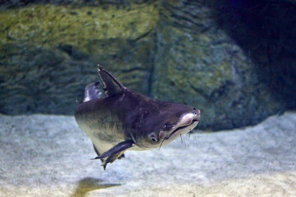 cá thành cát tư hãn 18