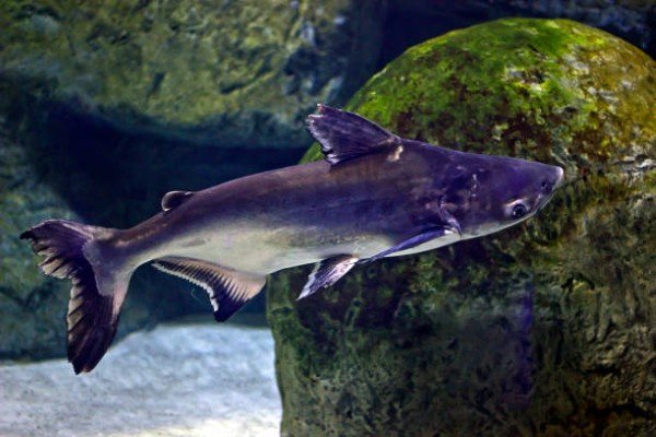 cá thành cát tư hãn 19