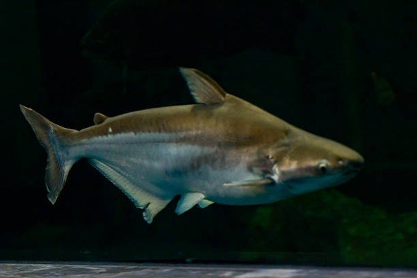 cá thành cát tư hãn 2