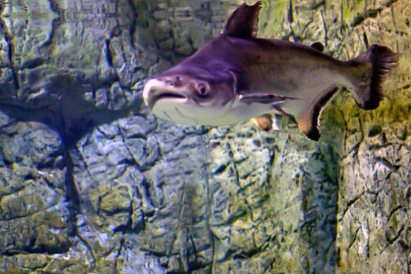 cá thành cát tư hãn 20